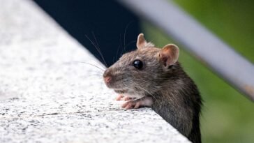 Szara mysz domowa przy ścianie, gryzoń szukający schronienia jesienią