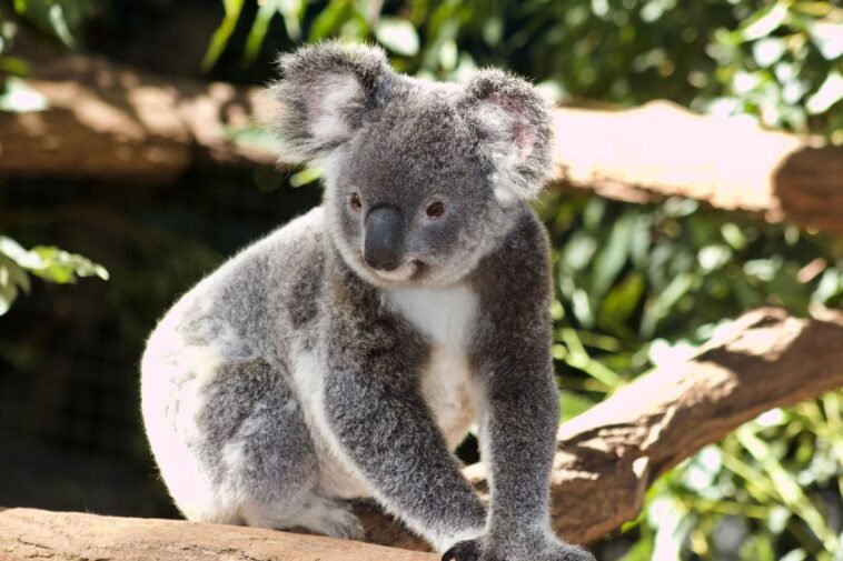 Śpi 22 godziny na dobę i prawie nie pije wody. Zabija go choroba, którą człowiek zna aż za dobrze Szary koala siedzący na gałęzi drzewa eukaliptusowego