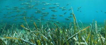 Podwodna łąka trawy morskiej Posidonia, ilustracja do artykułu o największej roślinie na Ziemi