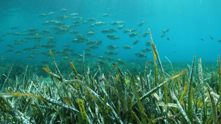 Podwodna łąka trawy morskiej Posidonia, ilustracja do artykułu o największej roślinie na Ziemi