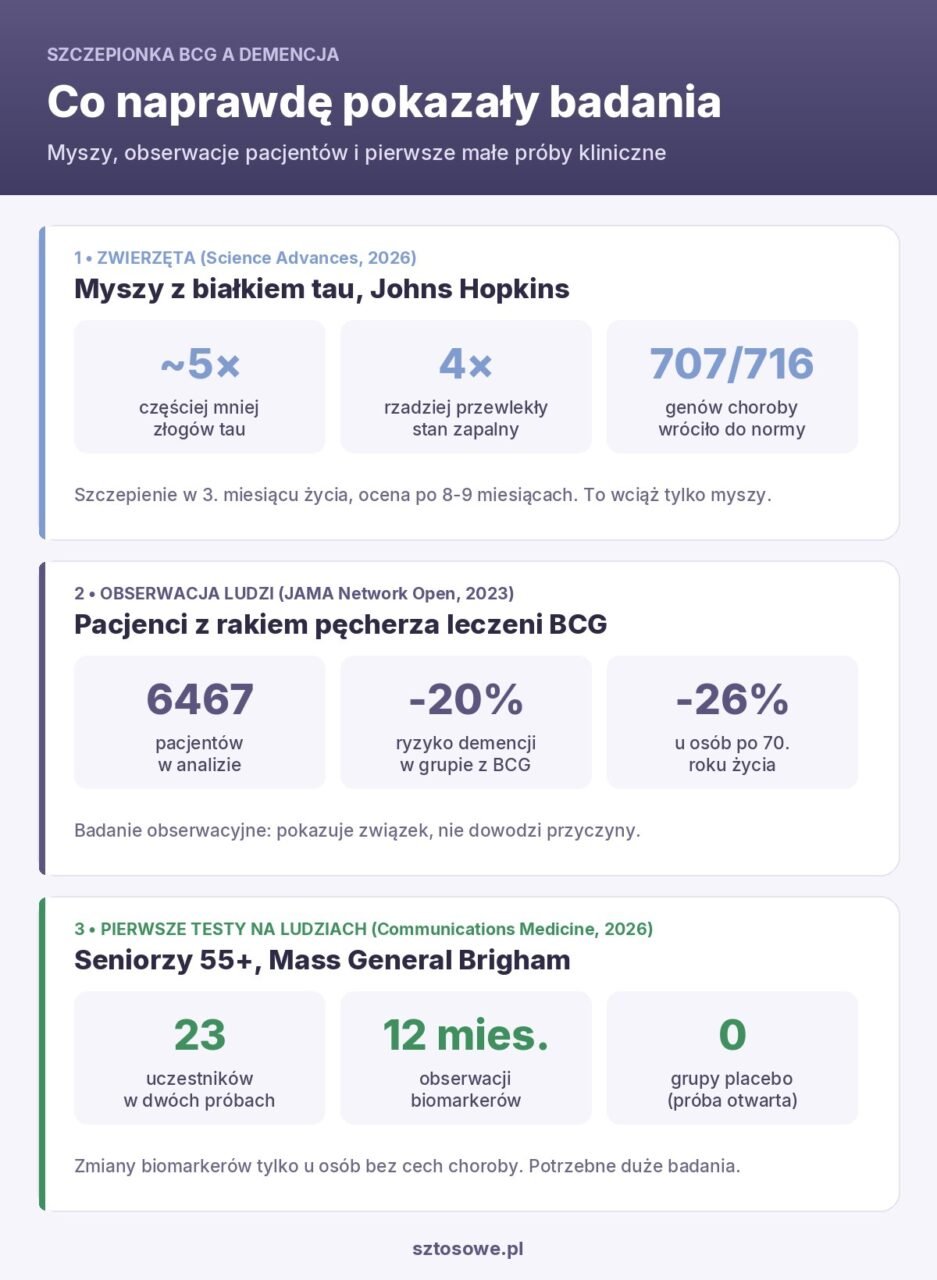 Infografika: szczepionka BCG a demencja, wyniki badania na myszach, obserwacji 6467 pacjentów z rakiem pęcherza i małej próby klinicznej z udziałem 23 seniorów