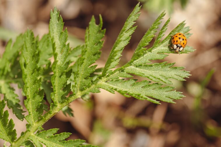 Kolorowe biedronki oblepiają okna i wciskają się w szczeliny. Ta, która gryzie i zostawia żółtą plamę, nie jest nasza Biedronka azjatycka (Harmonia axyridis) na liściu
