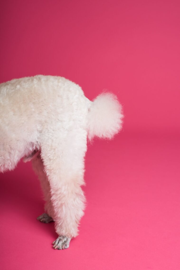 Pies z beżową sierścią, merdanie ogonem jako sygnał emocji