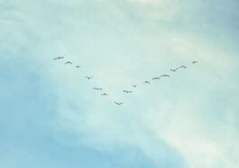 Gęsi i żurawie lecą kluczem nie dla urody. Ptak z tyłu łapie powietrze, które unosi mu skrzydła, a na prowadzeniu zmieniają się jak kolarze