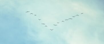 Stado ptaków lecących kluczem w kształcie litery V na błękitnym niebie