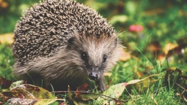 Jeż europejski siedzący na trawie w ogrodzie